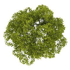 Fototapeta premium top view of american beech tree isolated on white background
