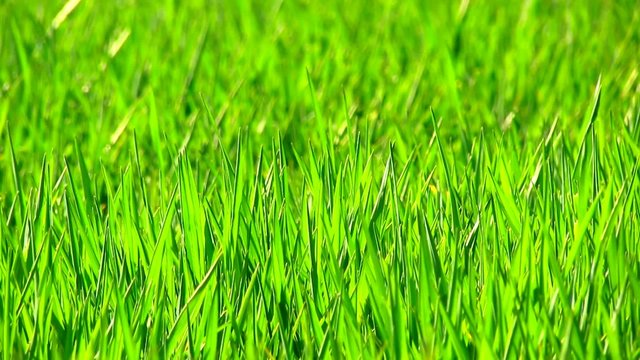 Green grass in breeze