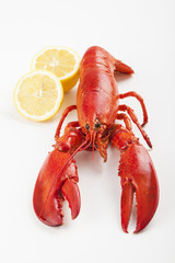 Raw lobster isolated