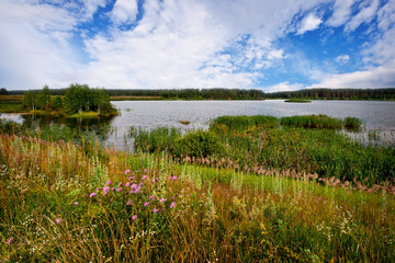 Grass and flowers on the bank of the lake in the summer