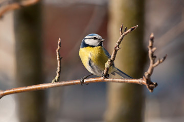 The blue titmouse sits on a tree branch