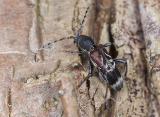 Rufous-shouldered longhorn beetle, Anaglyptus mysticus on hazel