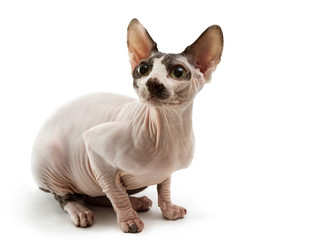 Obraz premium Sphynx