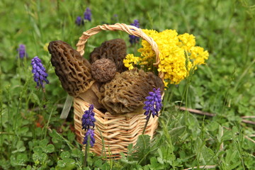 Morel Mushroom Basket