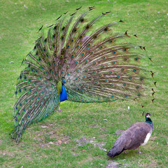 Naklejka premium peacock with outstretched plumage with shows near peahen