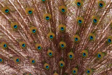 Obraz premium detail plumage peacock - animal abstract photo
