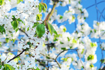 springtime - blossoms cherry tree with blue sky