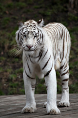 Fototapeta na wymiar Biały Tygrys bengalski