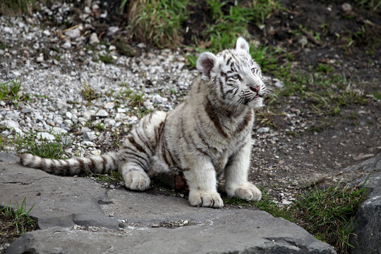 Wei&szlig;es Tigerbaby