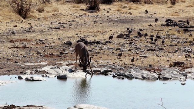 Antelope, Etosha National Park, Namibia,