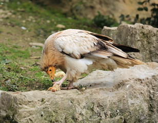 vautour d'égypte et sa charogne