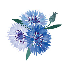 flower bouquet. vector illustration blue cornflower isolated