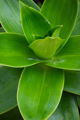 Obraz premium Desert plant