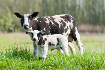 Mother sheep with her newborn daughter