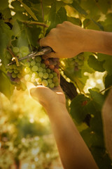 Grapes harvest
