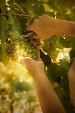 Grapes harvest