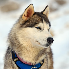Husky dog