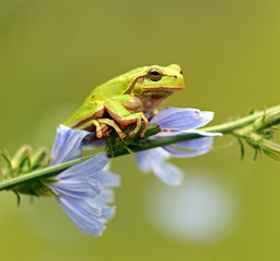 Fototapeta premium Frog
