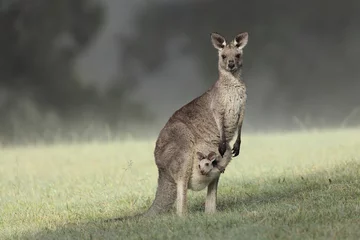 Poster Im Rahmen Östliches graues Känguru mit Joey © Harley Kingston