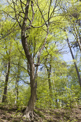 Big S form tree with fresh leaves in spring sunny day