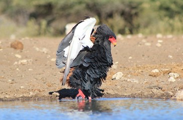 Eagle, Bateleur - African Pose of Pride