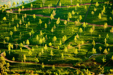 Landscape with green fields of tea in Sri Lanka