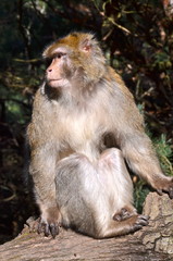 Naklejka na ściany i meble Barbary małpy makaki na górskim parku w Alzacji