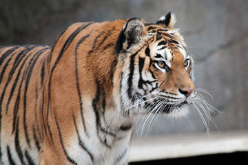 Siberian tiger (Panthera tigris altaica) looking