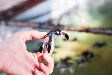 Newly hatched baby turtle in humans hands at Sea Turtles Conserv