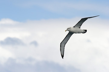 Black-browed Albatross flying against sky. - Powered by Adobe