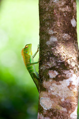 Green chameleon at tree branch in Singharaja Forest in Sri Lanka