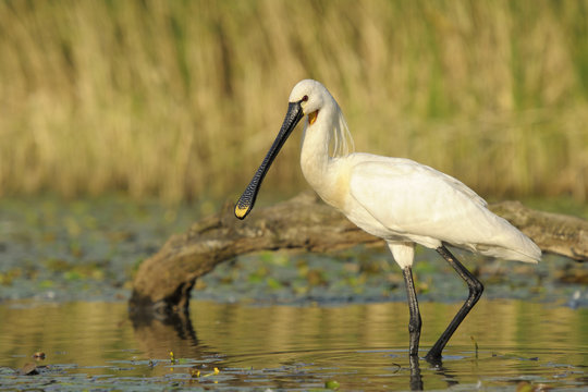 Spoonbill foraging in a small pond