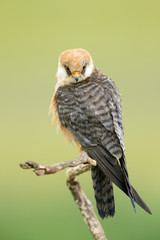 Red-footed Falcon sitting on a branch