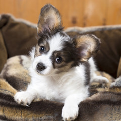 Papillon Puppy in bed