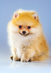 Obraz premium Pomeranian puppy