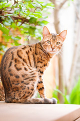 Bengal Cat sitting on Garden Table
