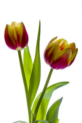 Fototapeta premium Tulpen_Tulips