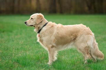 Portrait young beauty dog