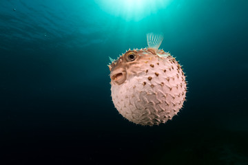 Yellowspotted burrfish using its defense system.