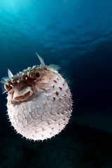 Yellowspotted burrfish using its defense system.
