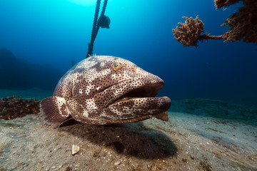 Malabar grouper the tropical waters of the Red Sea.
