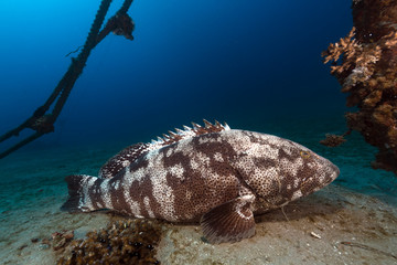 Malabar grouper the tropical waters of the Red Sea.