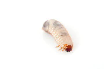 Cockchafer