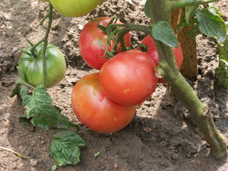 tomate Rose de Berne