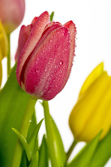 Naklejka premium Tulip flower with dew drops