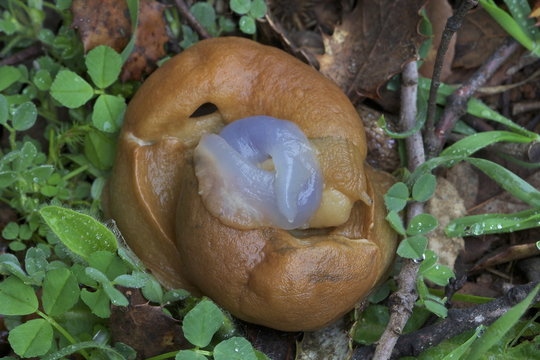 Baboseo.