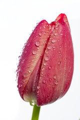 Single red tulip with dew drops