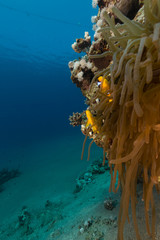 Fototapeta premium Anemone and anemonefish f the Red Sea.