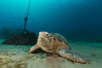Obraz premium Female green turtle in the Red Sea.