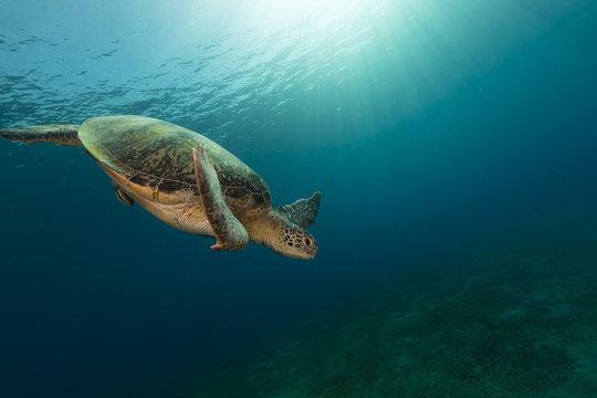 Female green turtle in the Red Sea.